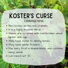 Image result for Craterostigma hirsutum