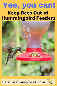 It Is Possible To Keep Bees Away From Humming Bird Feeders Yes A Few Simple Tips For Feeder Placement Can M Humming Bird Feeders Bird Feeders Keep Bees Away