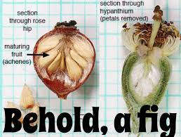 Image result for Paralepistemon shirensis