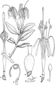 Image result for Loranthaceae