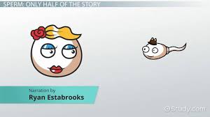 Maybe you would like to learn more about one of these? Sperm Cell Facts Lesson For Kids Video Lesson Transcript Study Com
