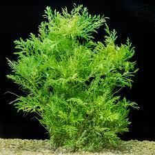 Image result for Hygrophila spiciformis