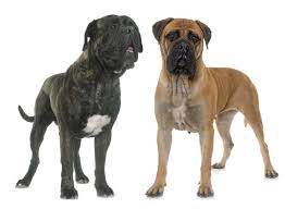 They can easily win the heart of your children through their innocence and beautiful appeal. Bullmastiff Temperament Haltung Und Pflege Rassebeschreibung