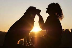 Bucks county, montgomery county, pa and the entire delaware valley. Pet Cremation Service Ballwin Mo Heartland Pet Cremation