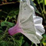 Image result for Ipomoea involucrata