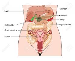 Alibaba.com offers 2,022 oem parts diagram products. Diagram Of Female Parts Koibana Info Anatomy Organs Anatomy Images Human Anatomy Female