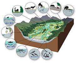 Why River Floodplains Are Key To Preserving Nature And Biodiversity In The Western Us Floodplain Landscape River