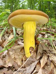 Image result for Boletus projectelloides