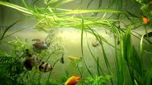 Image result for Vallisneria