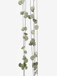 Image result for Ceropegia simplex
