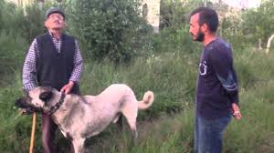 Kangal Kopeklari Panter Soyu 1 Youtube