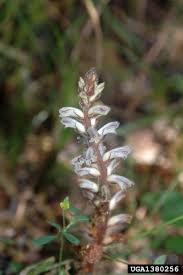 Image result for Orobanche minor