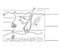 Label The Integumentary System Quiz