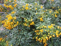They grow wonderfully in gardens and can also work as a container flower. Yellow Plants For Central Texas Gardening Lisa S Landscape Design