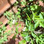 Image result for Cleome aculeata