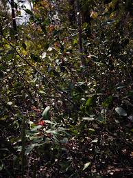 Image result for Hibiscus tridactylites