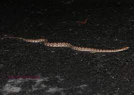 龜殼花trimeresurus mucrosquamatus taiwan snake taiwan wildlife