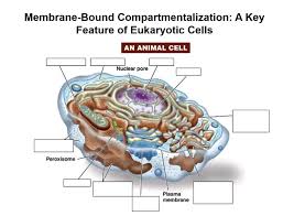 Hypotonic and water moves out of the cell d. Cells Diagram Quizlet