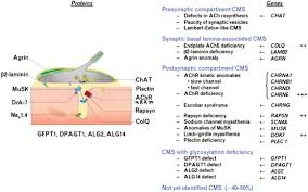 This lecture covers symptoms, causes, nursing interventions. Myasthenia Gravis And Related Disorders Pathology And Molecular Pathogenesis Sciencedirect
