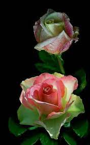 E01b582380316457b0e1306ec264b8a6 Jpg 600 960 Piksel Beautiful Rose Flowers Rose Flower Wallpaper Beautiful Flowers