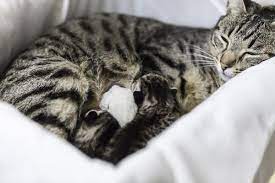 Mom And Her Three Newborn Kittens Newbornkittencarebirths Pregnant Cat Newborn Kittens Why Do Cats Purr