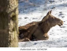 The german courses in elk are a fast and enjoyable way to learn your new language, however we our selection of german language courses near elk give excellent results as well as ensuring that. Elk Alces Alces Winter German Deer Stock Photo Edit Now 537342784