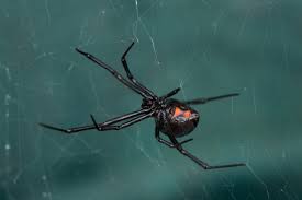 The thing that strikes most people about black widow webs is how chaotic they appear. Understanding Black Widows Steel Strength Web Could Lead To Equally Strong Materials Nano Magazine Latest Nanotechnology News