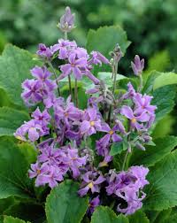 We did not find results for: Tube Clematis Clematis Heracleifolia Chinese Shrub Clematis Herbaceous Clematis Clematis Tubulosa Plants Flowers 99roots Com