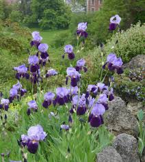 Iris D Allemagne Iris Germanica Jardin Botanique Botanisk Have Indre By Copenhague Danemark In 2020 Jardin Flowers Plants