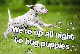 If You Are Happy And You Know It Say Meow Lyrics Finding A Song That You Can Change The Lyrics Of So It S About Them Dog Owners Dogs Find A Song
