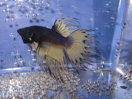 Pin On Bettas