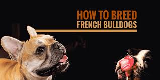 On average, french bulldogs will have around 3 puppies in each litter. How To Breed French Bulldogs Heat Litter Size Health More
