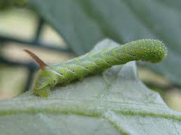 Caterpillar, lifecycle and is it poisonous? Hornworm Caterpillars Gardening Solutions University Of Florida Institute Of Food And Agricultural Sciences