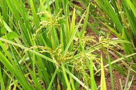 Image result for Cyperus kirkii