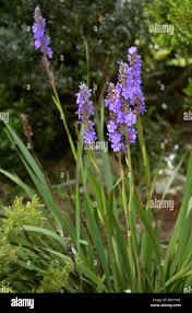 Image result for Aristea