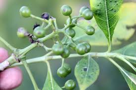 Image result for Pavetta sp. F