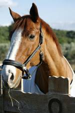 We did not find results for: A8lhtiko Kentro Ippasias Barympomphs A K I B Trot Gr