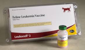 Narlidere Veteriner Narlidere Veteriner Izmir Medicapet Veteriner Klinik Izmir Veteriner Izmir De Veteriner Izmir Veteriner Cerrahi Merkezi Narlidere De Veteriner