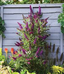 Buddleia Straight Up Butterfly Tower Baldur Garten