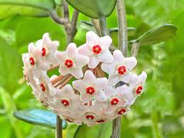 Image result for hoya plant flower