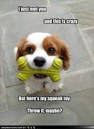 I Has A Hotdog Best Of The Week Best Of The Week Baby Animals Funny Funny Dog Pictures Funny Animals