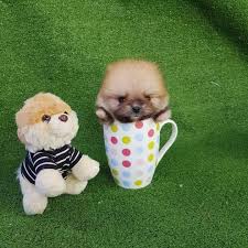 Pomeranian pup she is chipped and is super friendly, but i can no longer keep her. Teacup Pomeranian Puppies For Sale Near Me Home Facebook