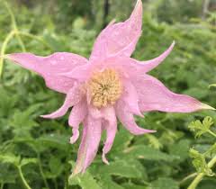 Maybe you would like to learn more about one of these? Clematis Macropetala Markham S Pink Brushwood Nursery Clematis Specialists