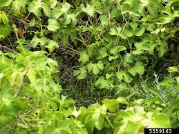 Image result for Cayaponia