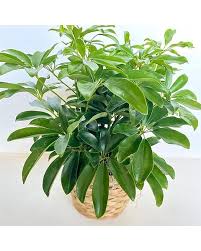 Image result for Schefflera