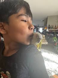 Lost conure bird in Salem, Oregon