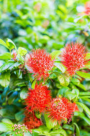 Image result for Combretum erythrophyllum