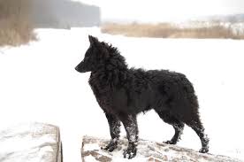 facebook hunderassen seltene hunderassen schone hunde