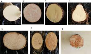 Image result for Dioscorea praehensilis