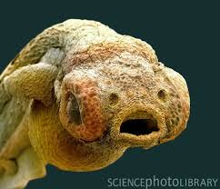 Zebra Fish Embryo Sem Animal Faces Zebra Science Photos